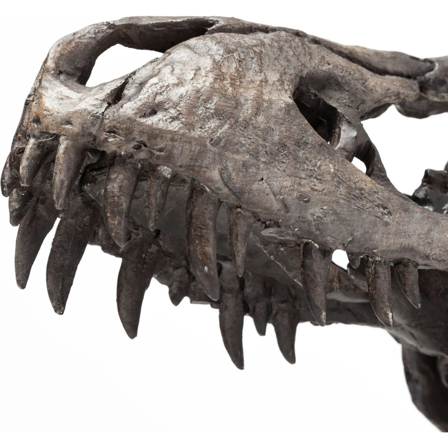 007 SR-815408 | Closeup | Jurassic Tyrannosaurus Skull Replica by Mercana in fossilized black. Made from unique in a eclectic & global style.