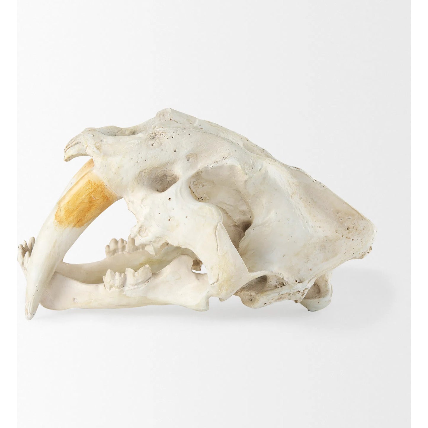 003 S-224725 | Additional Silo | Fozzil Sabretooth Skull Replica by Mercana in cream. Made from unique in a rustic style.