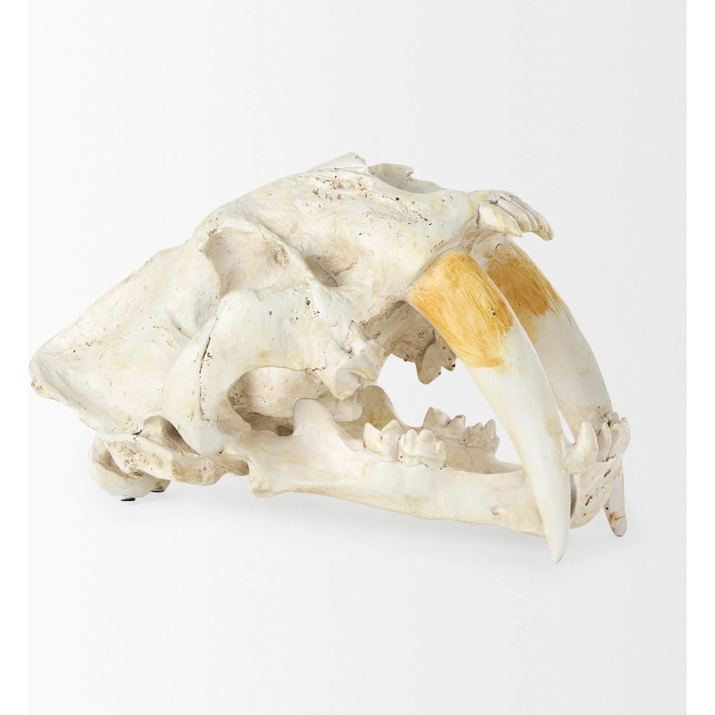 005 S-224725 | Closeup | Fozzil Sabretooth Skull Replica by Mercana in cream. Made from unique in a rustic style.