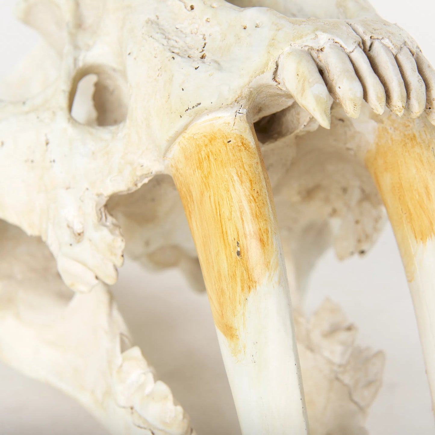 007 S-224725 | Closeup | Fozzil Sabretooth Skull Replica by Mercana in cream. Made from unique in a rustic style.