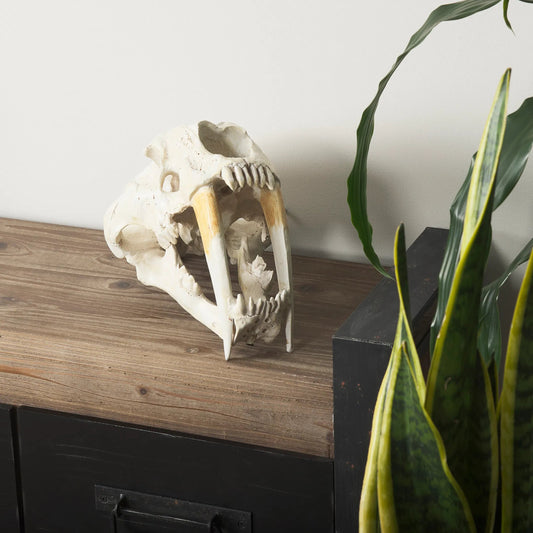 Fozzil Sabretooth Skull Replica by Mercana in cream. Made from unique in a rustic style.
