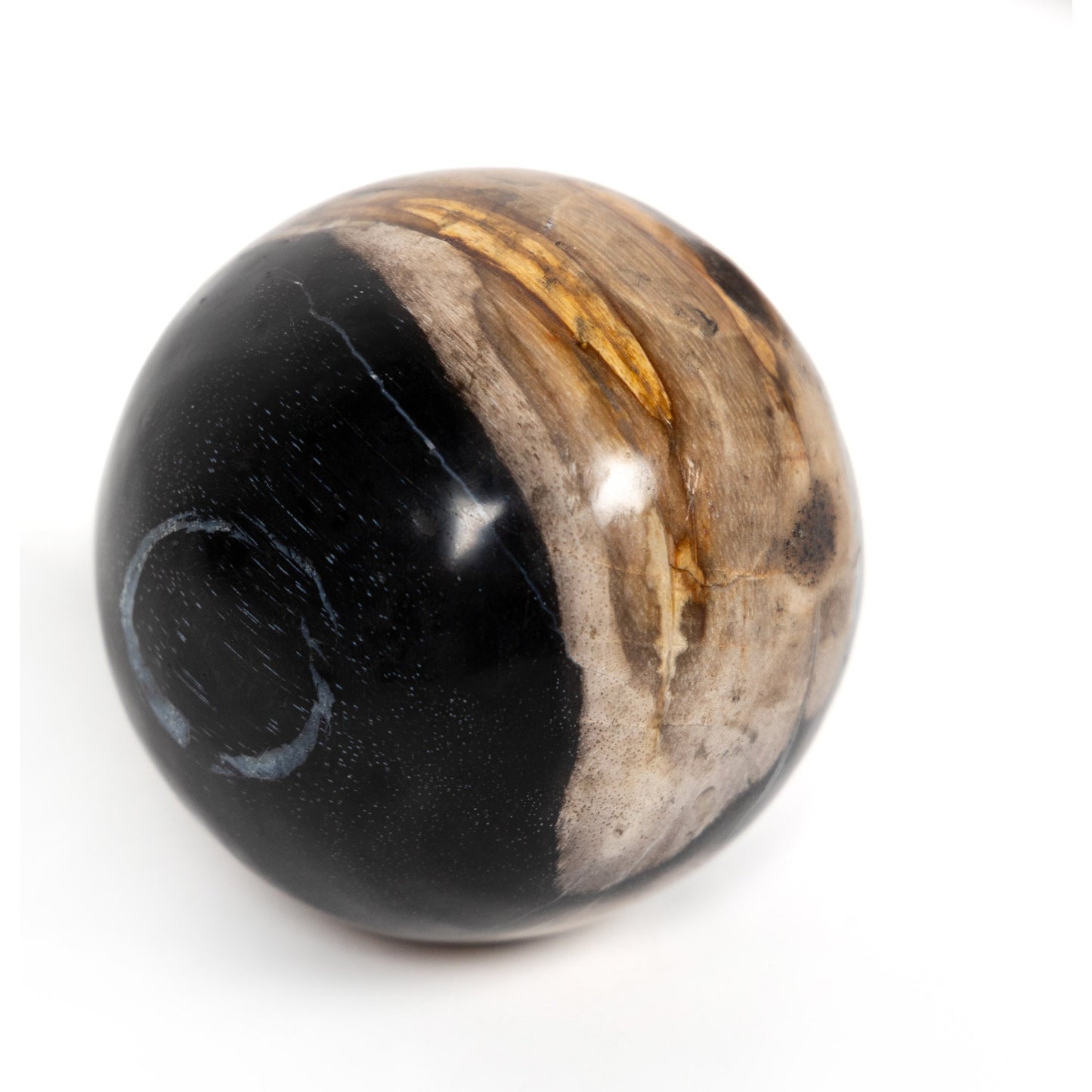 007 SI-1798334 | Additional Silo | Petrified Wood Balls (Set of 3) by Four Hands in dark petrified wood. Made from petrified wood in a modern style.