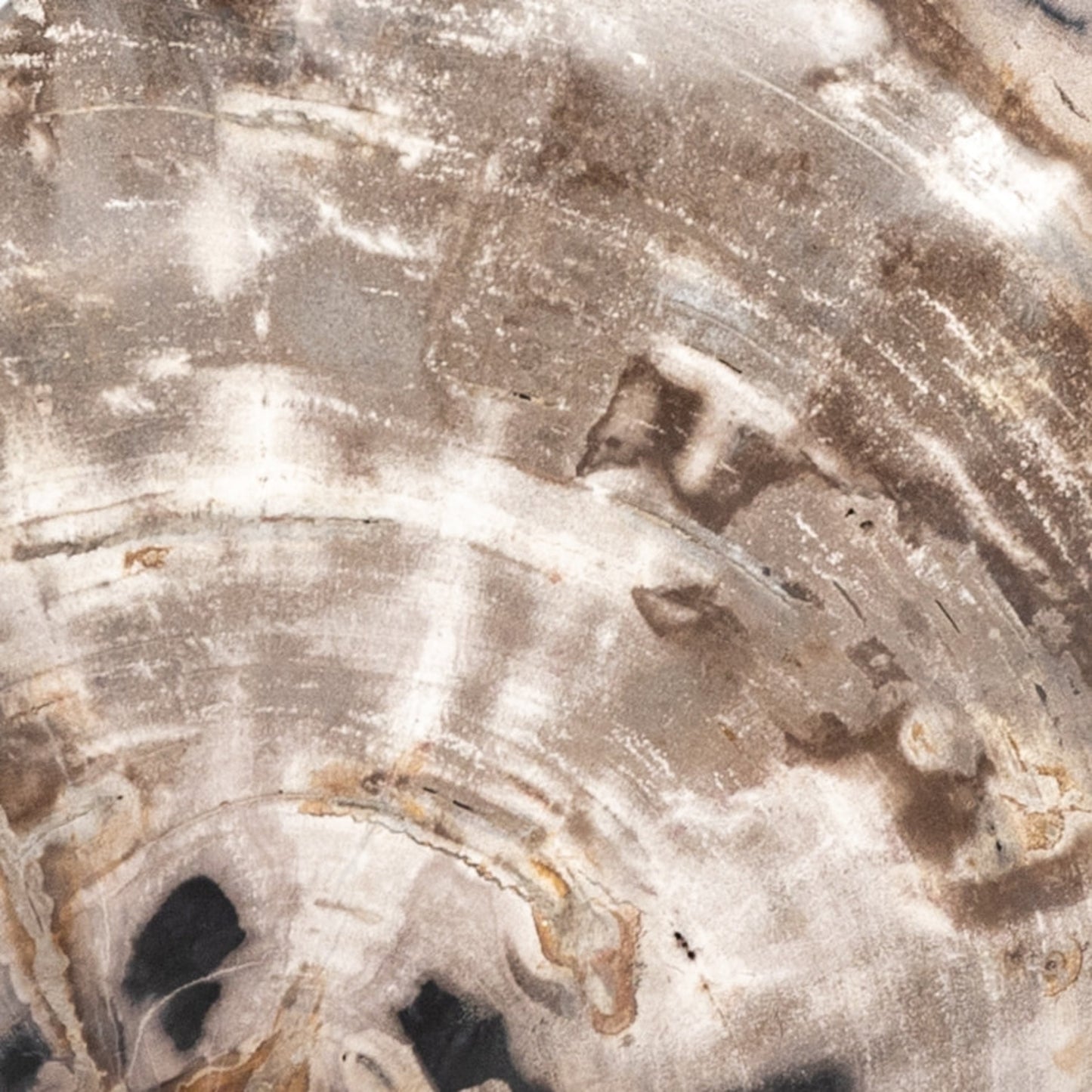 004 SI-1798148 | Additional Silo | Petrified Wood Organic Sculpture by Four Hands in dark petrified wood. Made from petrified wood in a modern style.