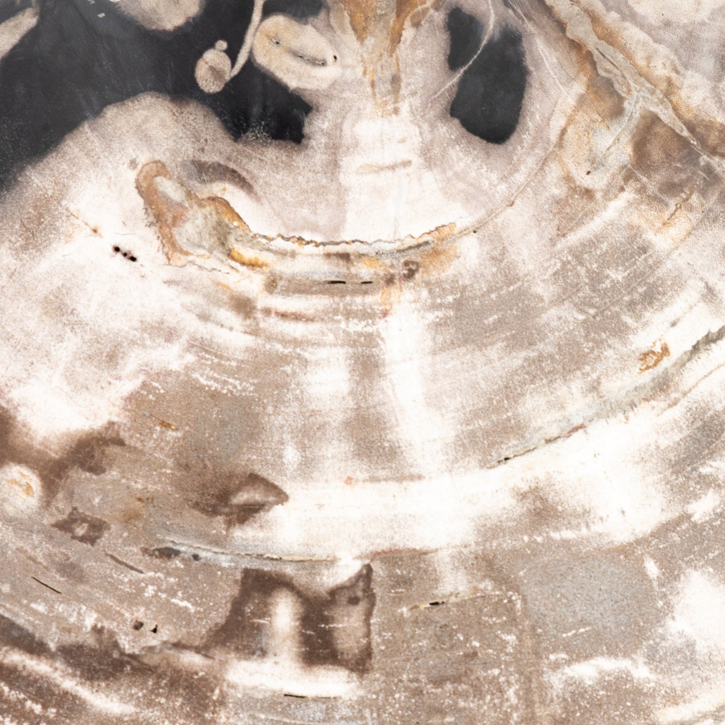 006 SI-1798148 | Additional Silo | Petrified Wood Organic Sculpture by Four Hands in dark petrified wood. Made from petrified wood in a modern style.