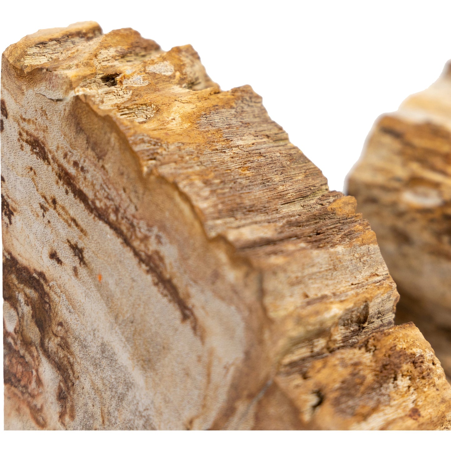 008 SI-1799941 | Additional Silo | Petrified Wood Book Ends by Four Hands in light petrified wood. Made from petrified wood in a coastal style.