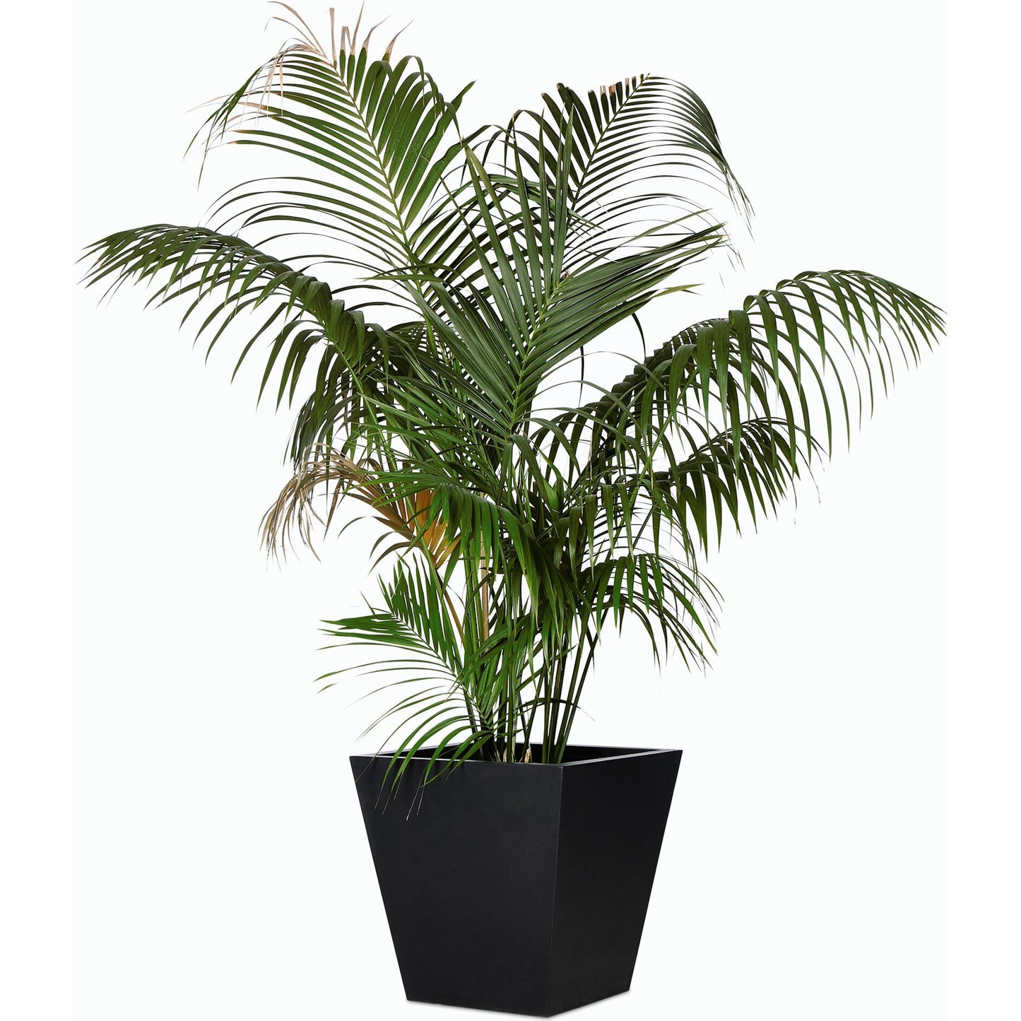 011 SI-2158260 | Closeup | Koto Planter by Four Hands in black concrete. Made from concrete in a modern style.