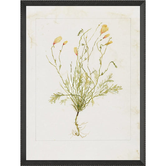 001 SI-2542173,SI-2542177,SI-2542179 | Primary Silo | Papaveraceae No. 1 by Laurel-Dawn Latshaw by Four Hands. Made from textured fine art paper in a unique style.