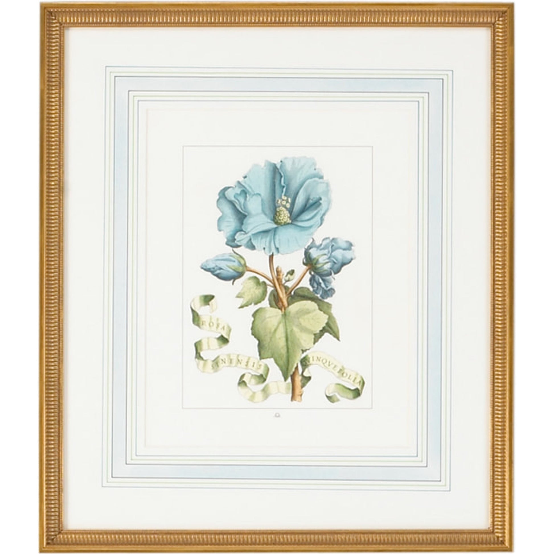 Bl Floral W/Ribbon-A by Chelsea House in gold frame, french mat. Made from hand colored engraving, italy in a traditional style.