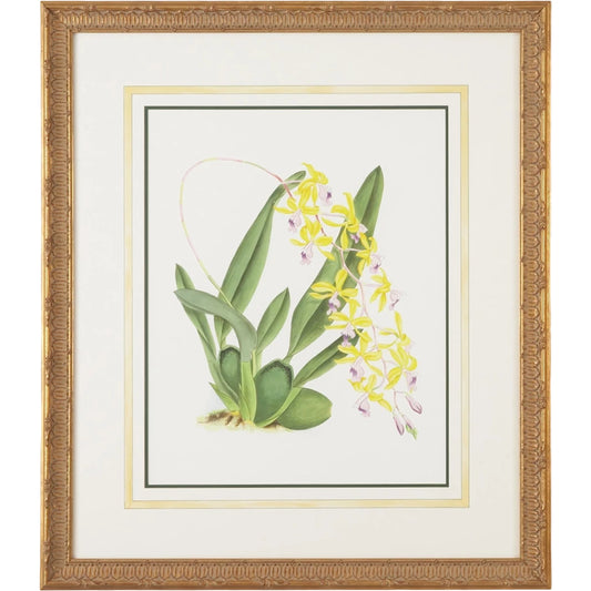 Mesospinidium Vulcn. by Chelsea House in " gold frame, water color wash ". Made from water color on paper in a cottage & farmhouse style.