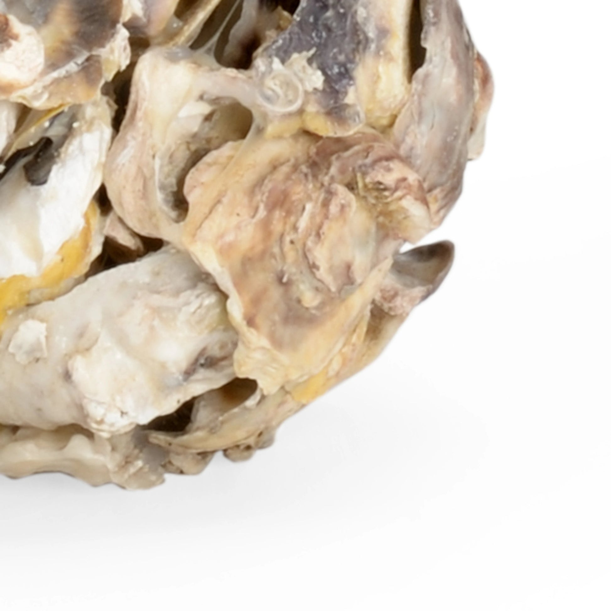 Oyster Shell Candleholder (Set of 2) by Chelsea House in natural. Made from oyster shells in a coastal style.