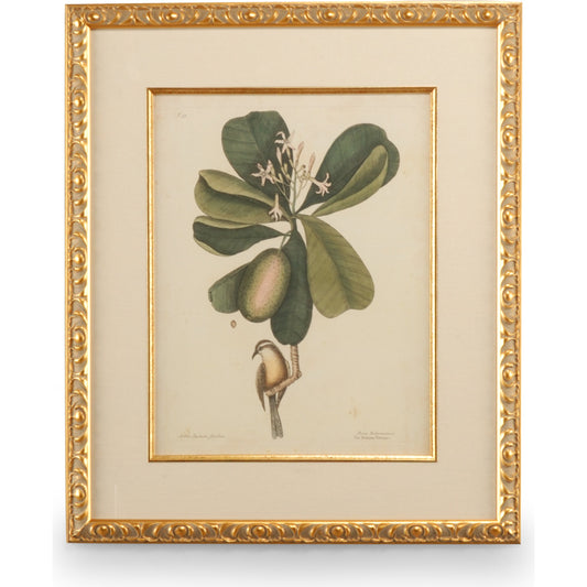 Catesby Bird & Botanical III by Chelsea House in gold leaf frame, linen mat, fillet. Made from unique in a traditional style.