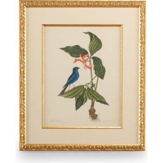 Catesby Bird & Botanical IV by Chelsea House in gold leaf frame, linen mat fillet. Made from unique in a traditional style.