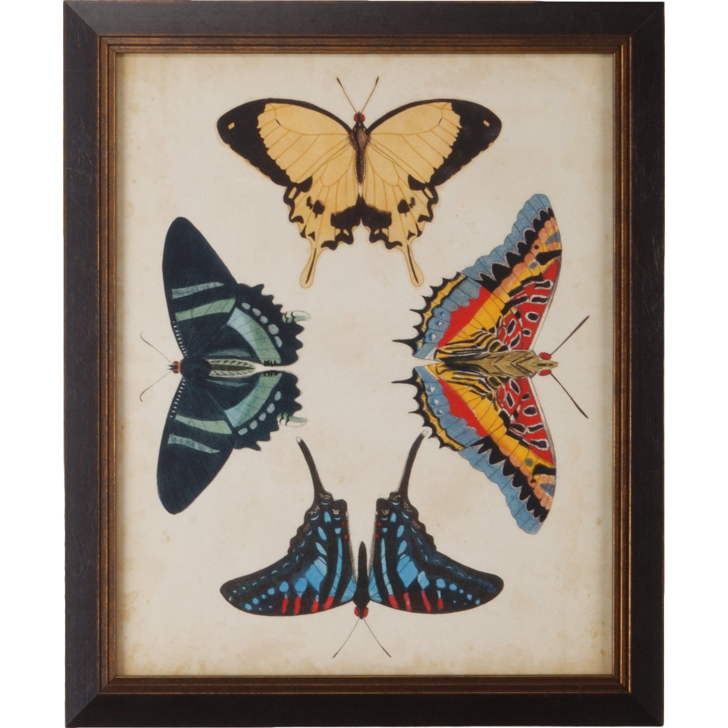 001 SR-382500 | Primary Silo | Display of Butterflies III by Chelsea House in gold print, black textured frame. Made from giclee in a transitional style.