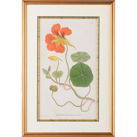 Botanical Plate No 23 by Chelsea House in antique gold frame-dbl mat-antique gold fillet. Made from giclee mount vernon series in a cottage & farmhouse style.