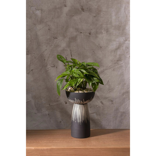 Bellatri Compote by Accent Decor in black. Made from ceramic in a modern style.