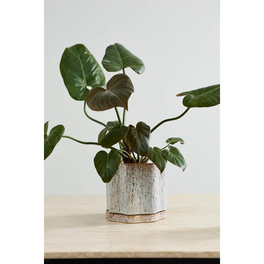 Avenell Pot with Saucer by Accent Decor in multicolor. Made from ceramic in a unique style.
