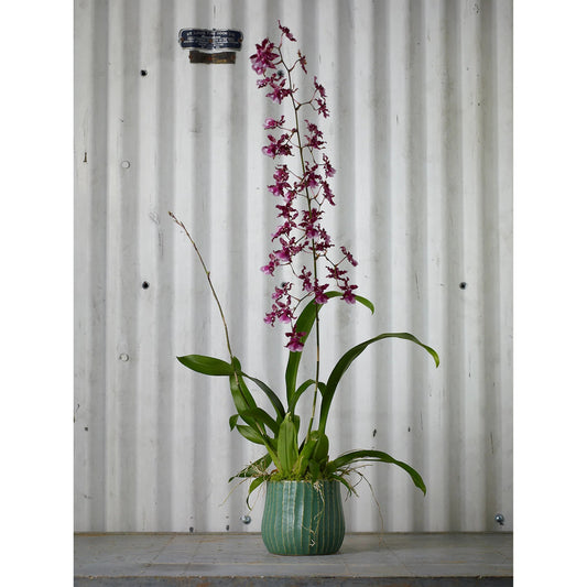 Palmero Pot by Accent Decor in green. Made from ceramic in a modern style.