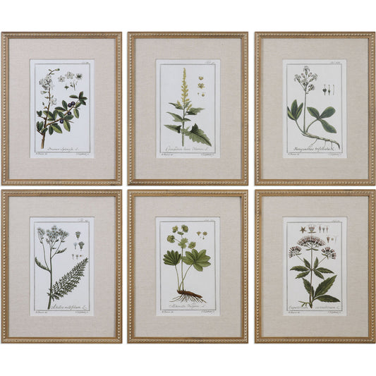 Green Floral Botanical Study Prints (Set of 6) by Uttermost in multi. Made from pine in a cottage & farmhouse style.