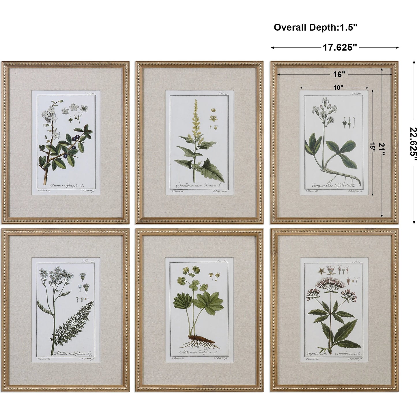003 S-253982 | Additional Silo | Green Floral Botanical Study Prints (Set of 6) by Uttermost in multi. Made from pine in a cottage & farmhouse style.