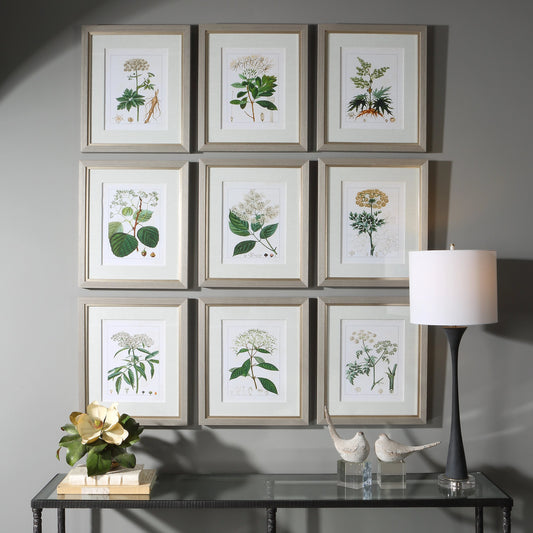 Antique Botanicals Framed Prints by Uttermost in multi. Made from plastic, glass, paper in a modern style.