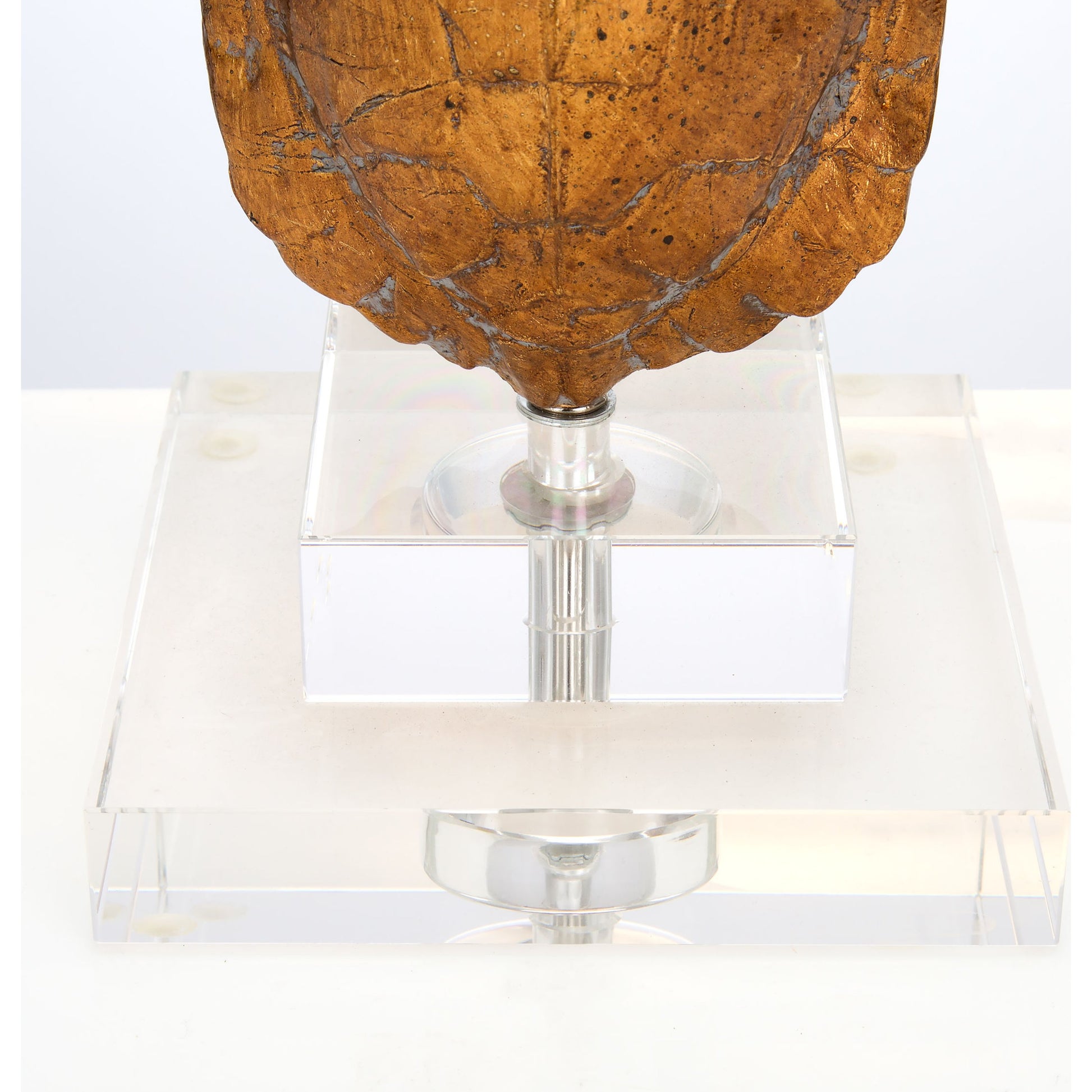 Tortoise Accent Lamp by Couture Lamps in india gold. Made from resin, crystal in a eclectic & global style.