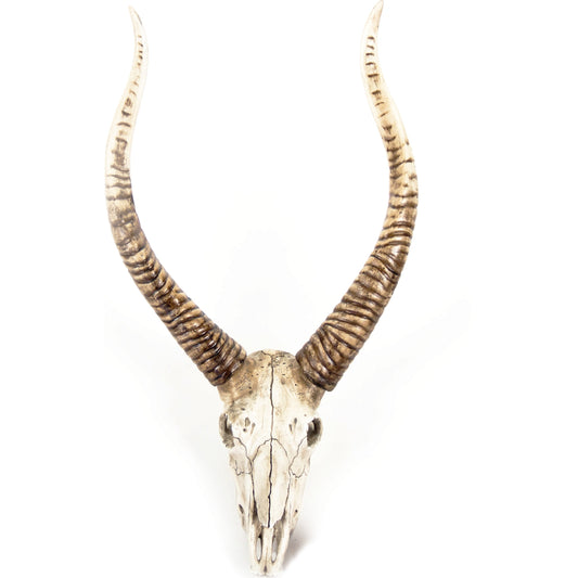 Goat Skull Wall Decor by Zentique in distressed white, brown and polyresin. Made from polyresin in a modern style.
