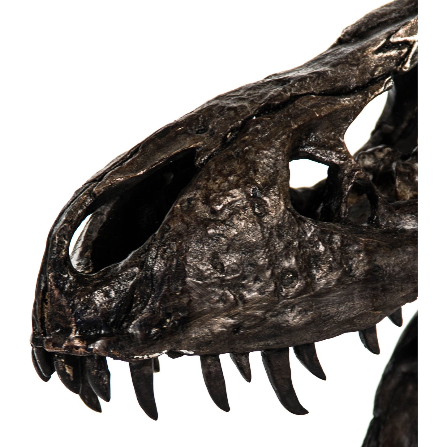 003 S-337049 | Closeup | Dinosaur Skull with Base by Zentique in antique brown black on black base and polyresin, metal. Made from polyresin, metal in a eclectic & global style.