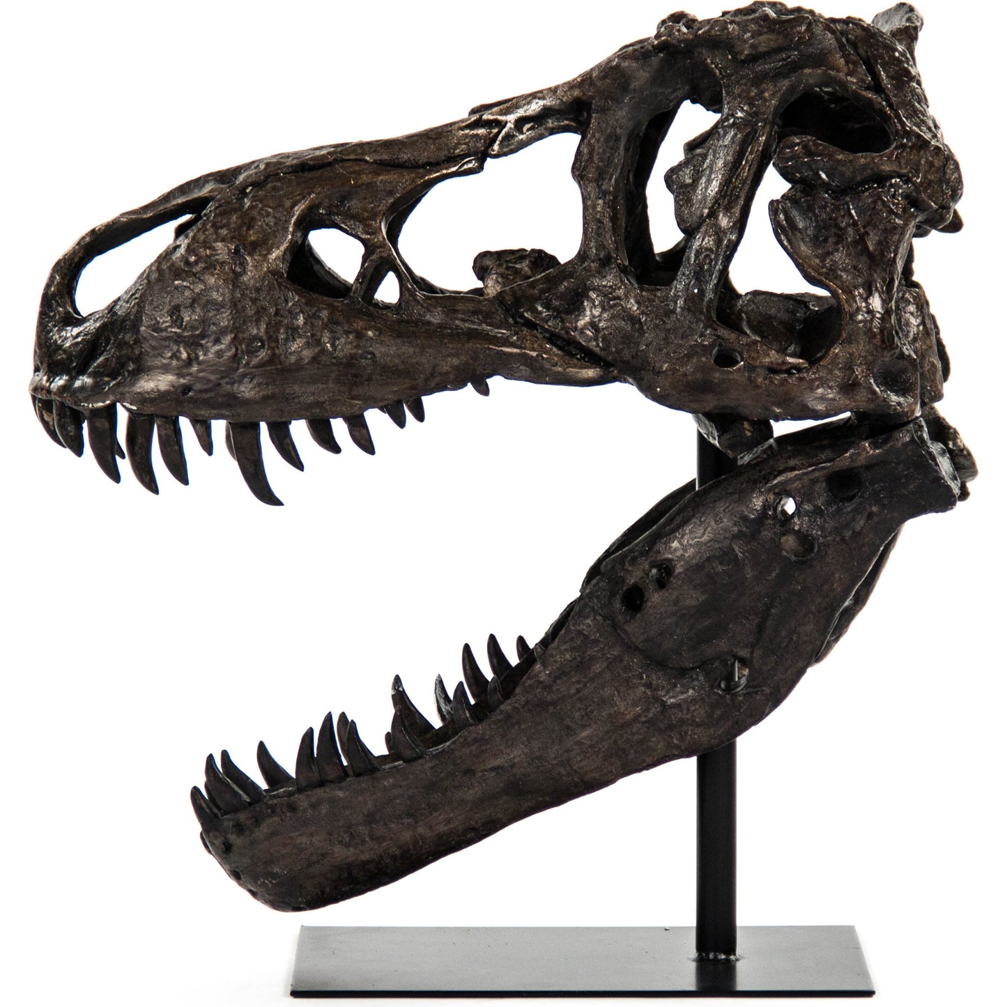 002 S-337049 | Additional Silo | Dinosaur Skull with Base by Zentique in antique brown black on black base and polyresin, metal. Made from polyresin, metal in a eclectic & global style.