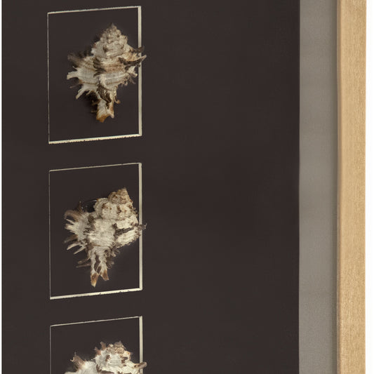 Abstract Shell Wall Art by Zentique. Made from unique in a modern style.