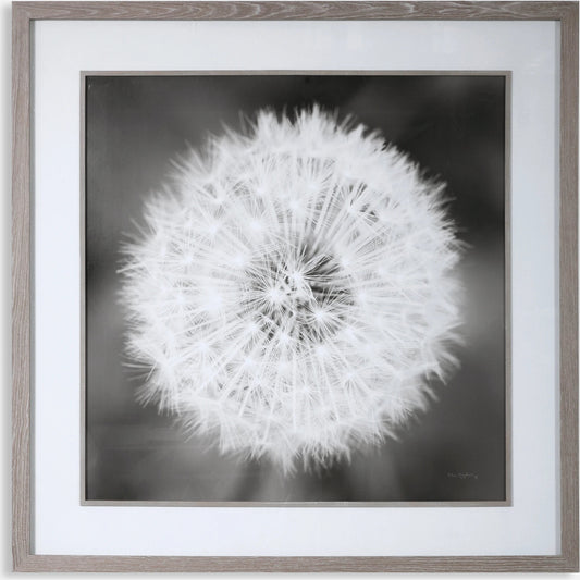 Dandelion Seedhead Framed Print by Uttermost in multi. Made from pinewood, veneer, glass, mdf in a modern style.