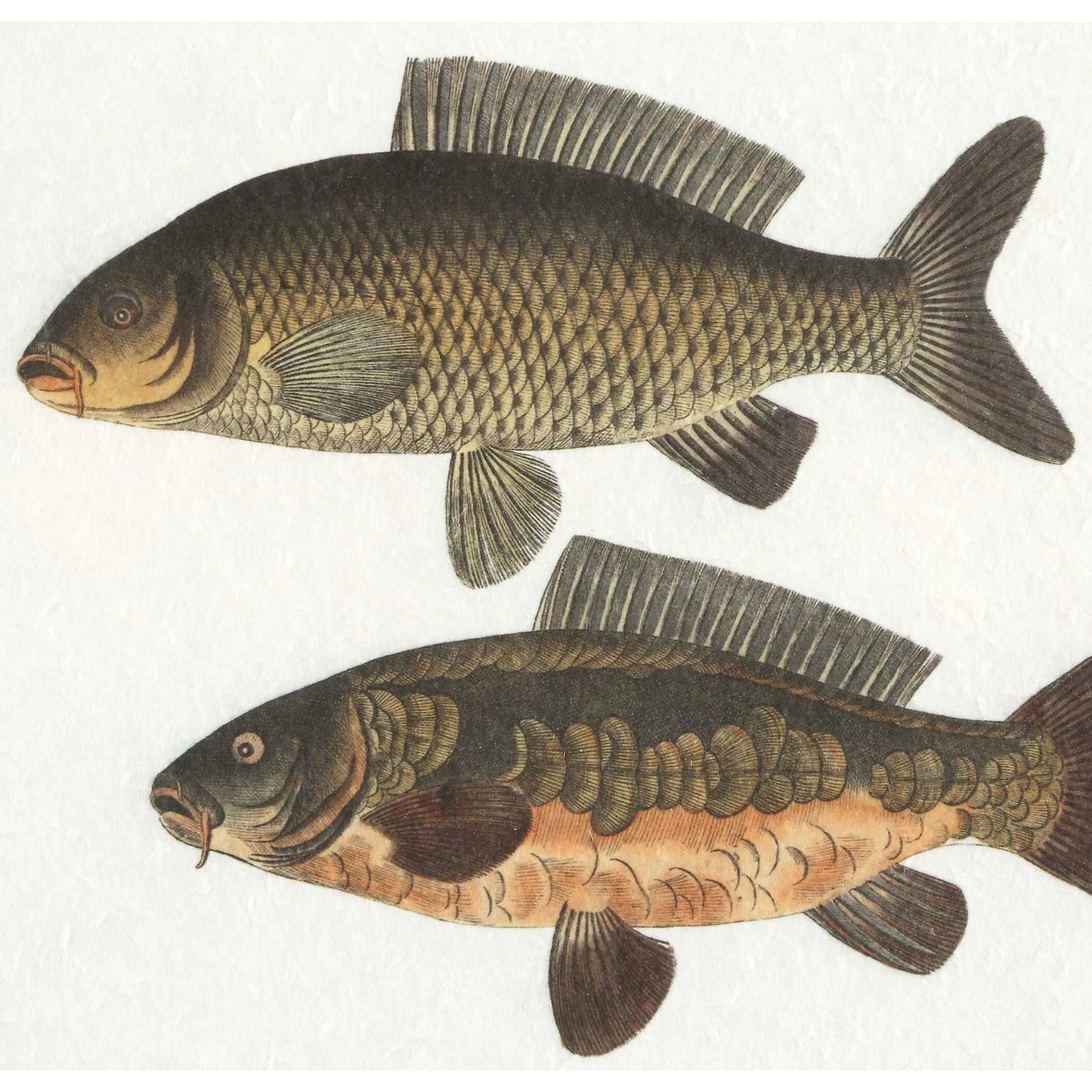 005 SI-2386736 | Closeup | The Catch Framed Fish Prints by Uttermost in rustic gray. Made from plastic, glass, mdf, paper in a coastal style.