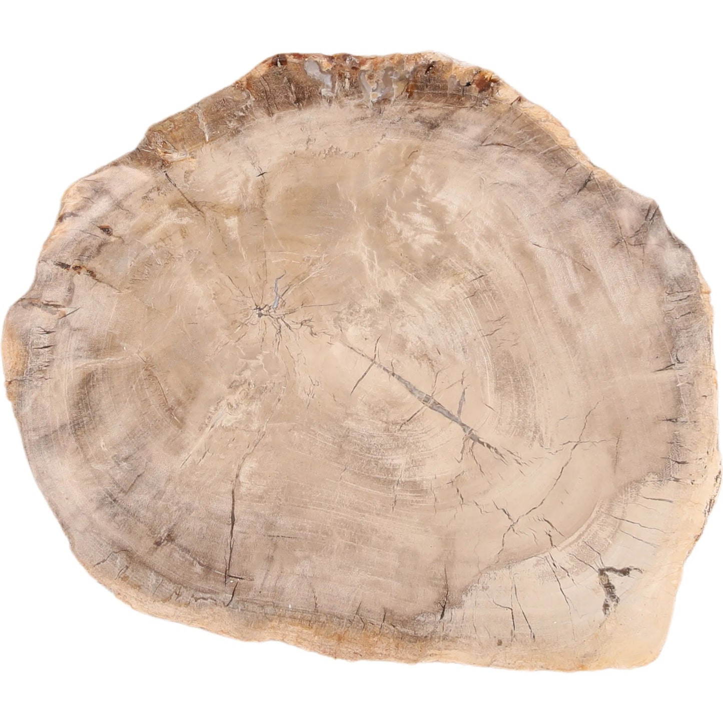 004 SI-2532850 | Additional Silo | Lowell Tray by Arch & Plane in light natural. Made from petrified wood in a unique style.