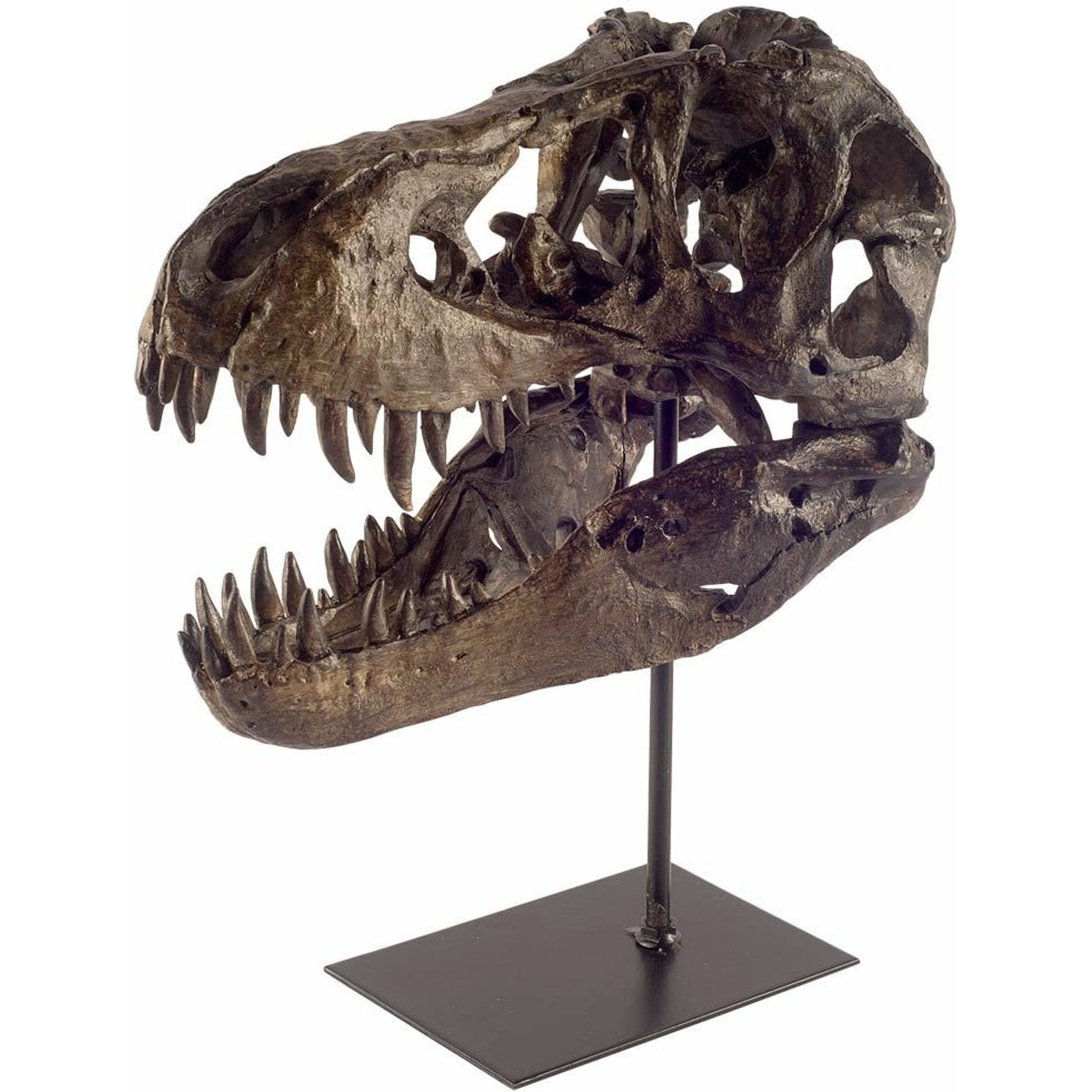 Jurassic Tyrannosaurus Skull Replica by Mercana in fossilized black. Made from unique in a eclectic & global style.