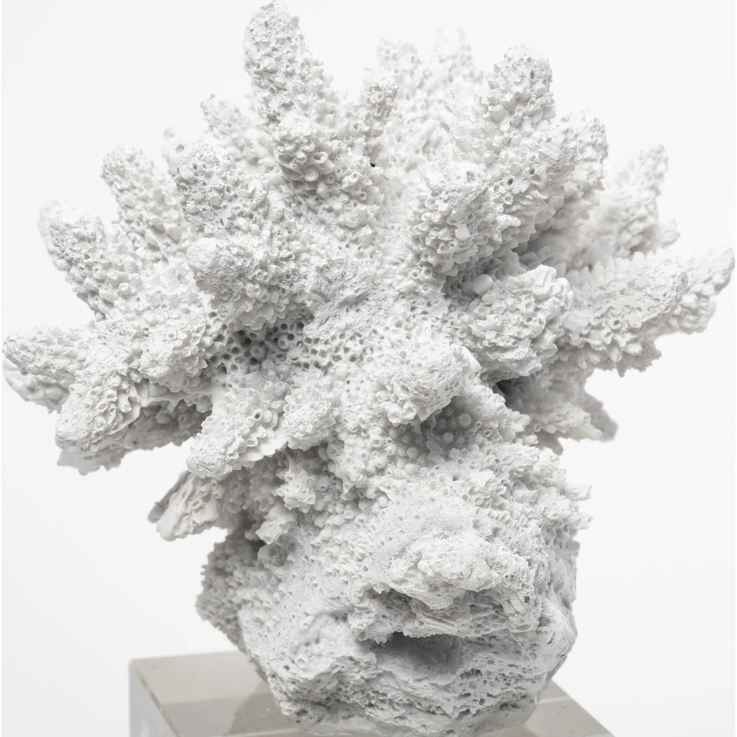 060 SR-815363 | Closeup | Isla Replica Coral on Clear Glass by Mercana in natural. Made from unique in a coastal style.