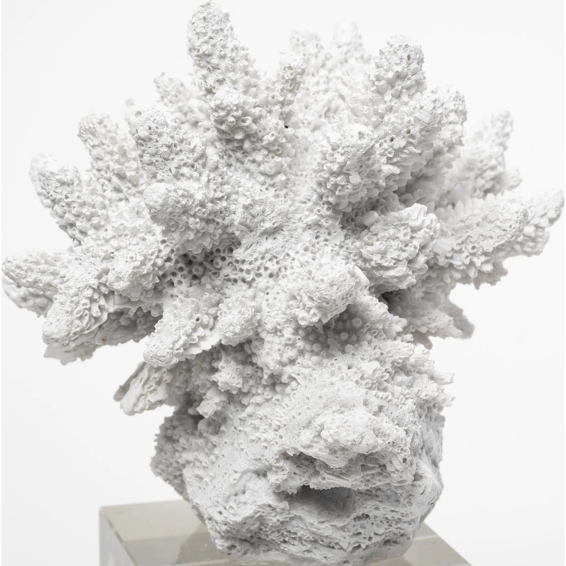 Isla Replica Coral on Clear Glass by Mercana in natural. Made from unique in a coastal style.