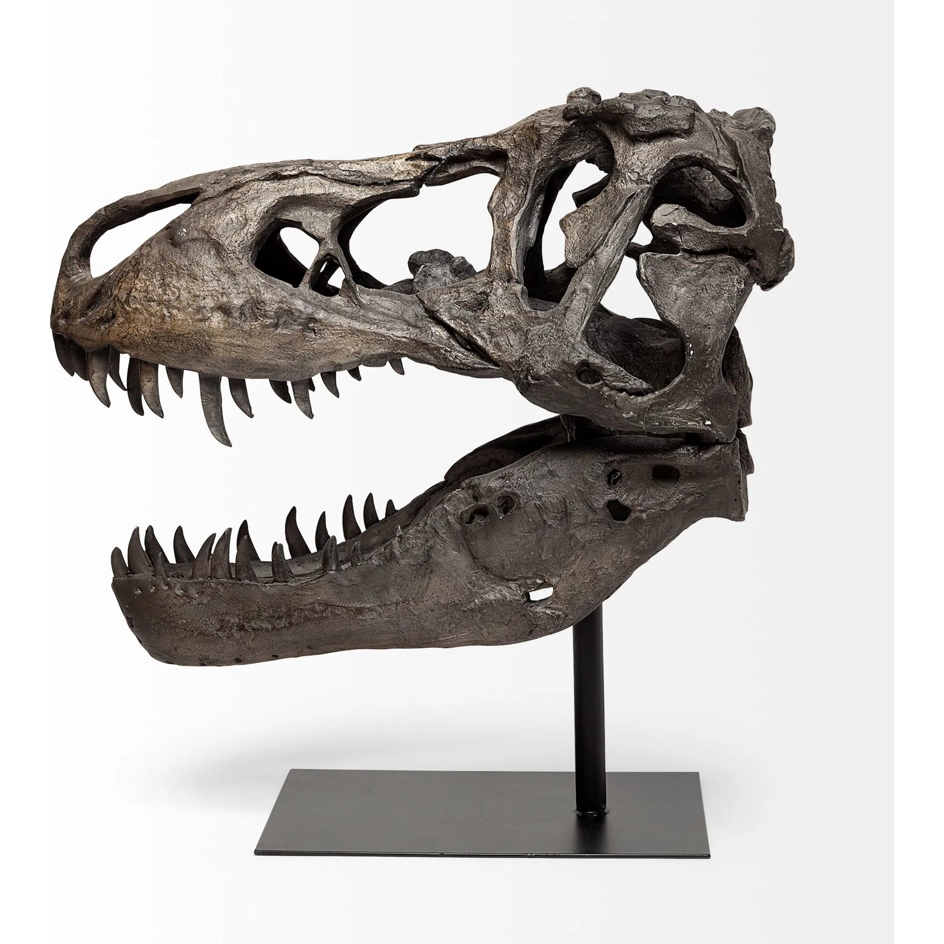 Lagrane Tyrannosaurus T Rex Dinosaur Skull Replica by Mercana in black. Made from unique in a modern style.