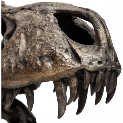 Lagrane Tyrannosaurus T Rex Dinosaur Skull Replica by Mercana in black. Made from unique in a modern style.
