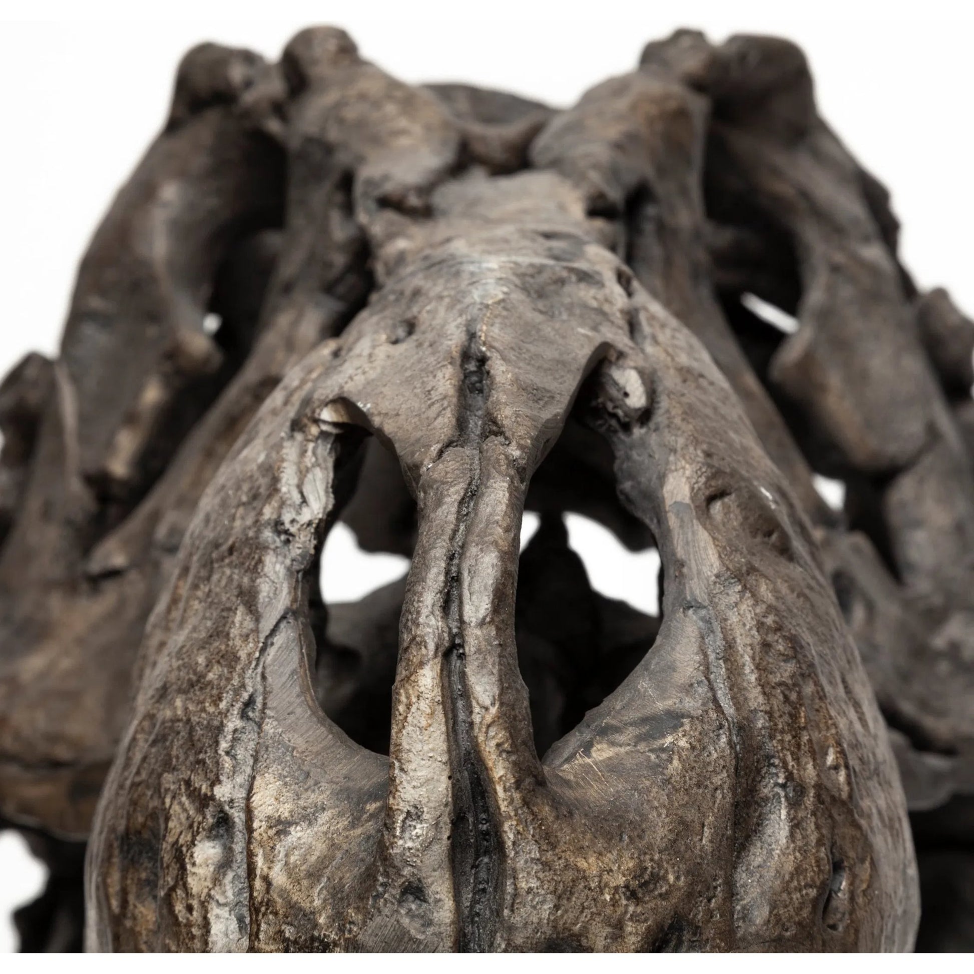 Lagrane Tyrannosaurus T Rex Dinosaur Skull Replica by Mercana in black. Made from unique in a modern style.