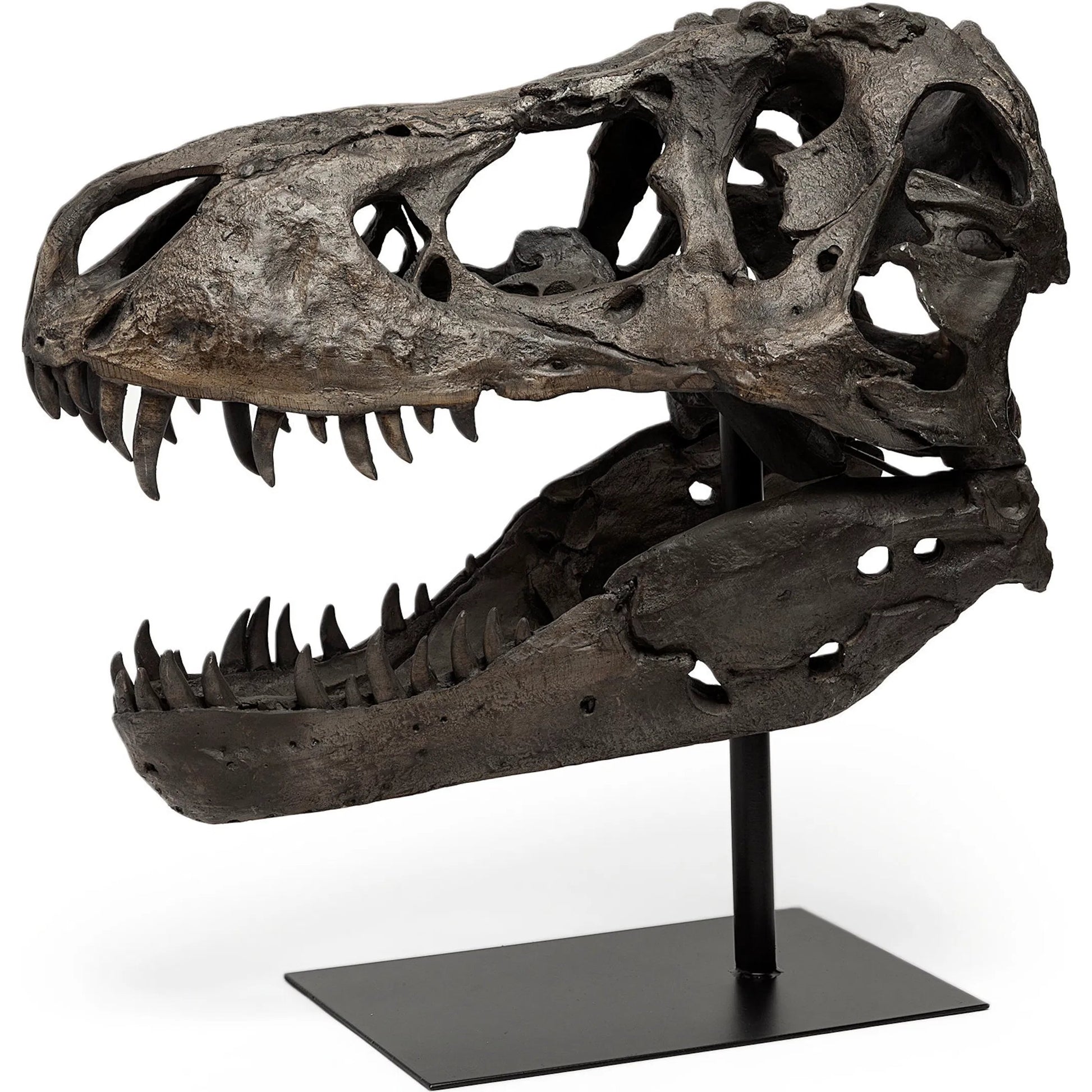 Lagrane Tyrannosaurus T Rex Dinosaur Skull Replica by Mercana in black. Made from unique in a modern style.
