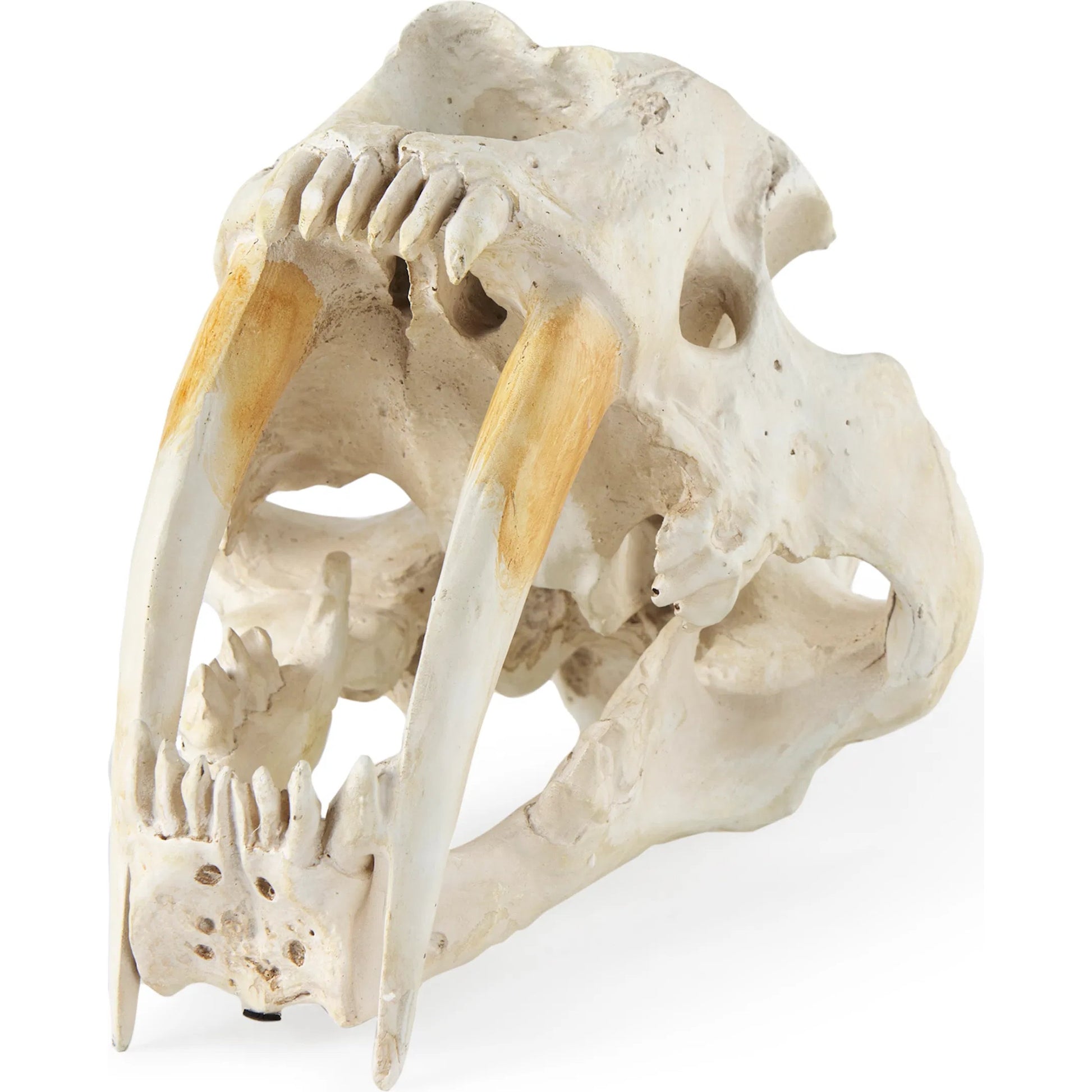 Fozzil Sabretooth Skull Replica by Mercana in cream. Made from unique in a rustic style.