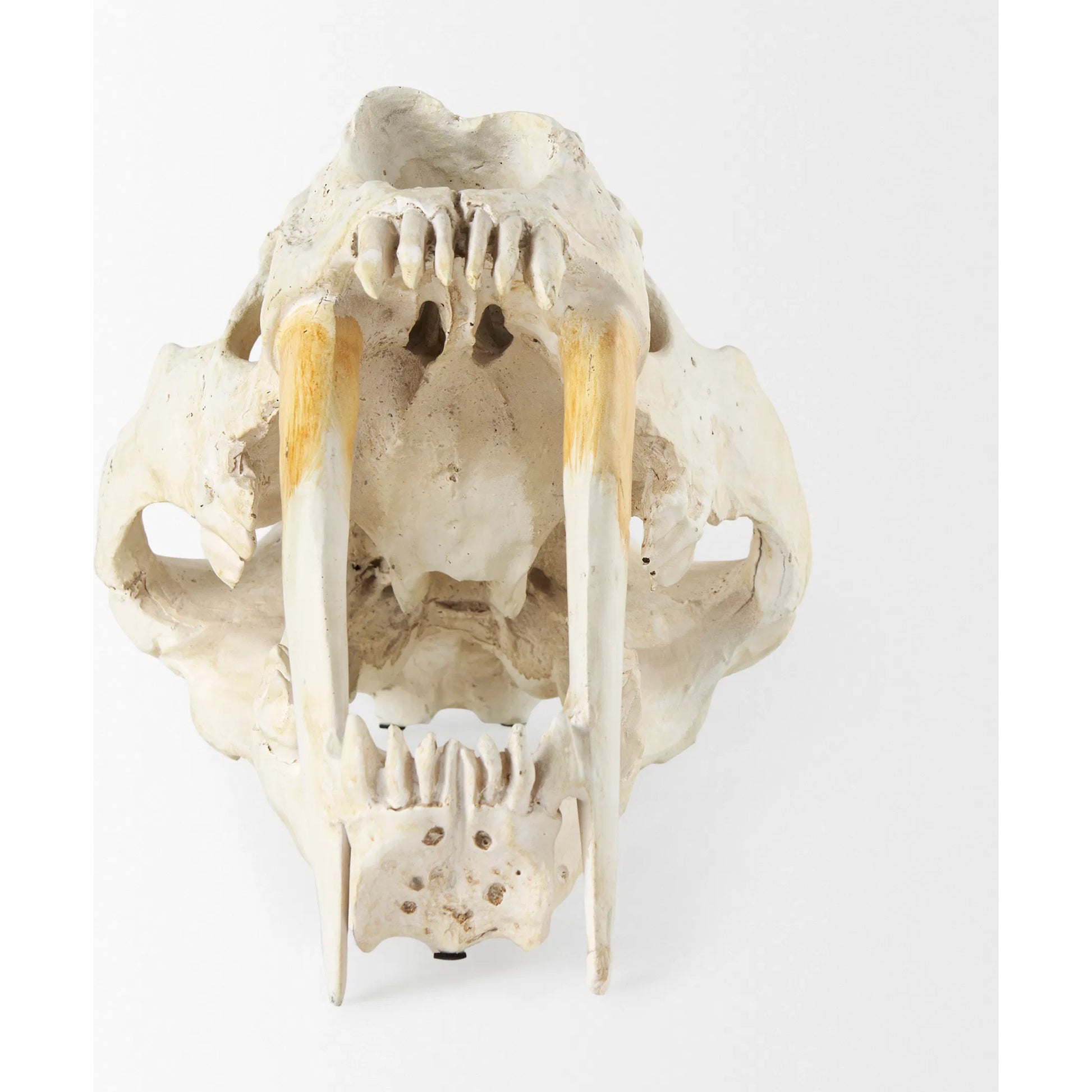 Fozzil Sabretooth Skull Replica by Mercana in cream. Made from unique in a rustic style.