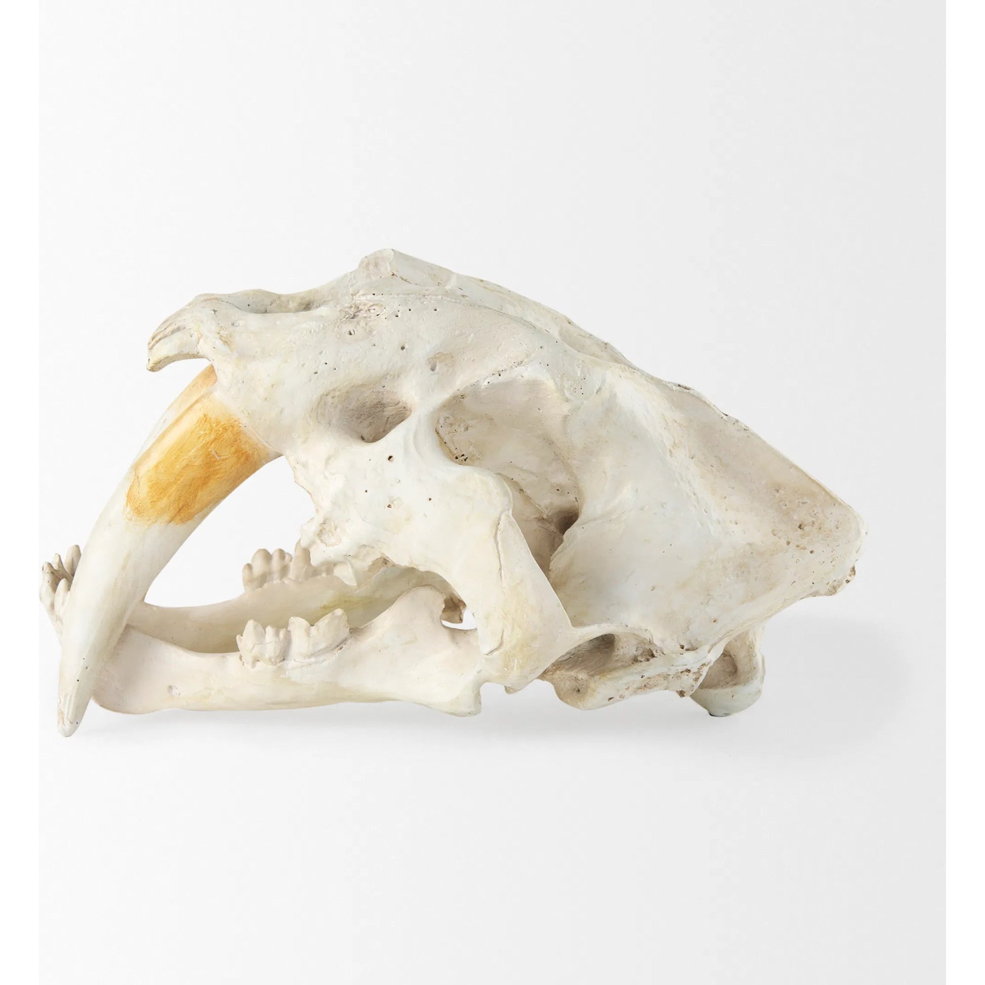 Fozzil Sabretooth Skull Replica by Mercana in cream. Made from unique in a rustic style.