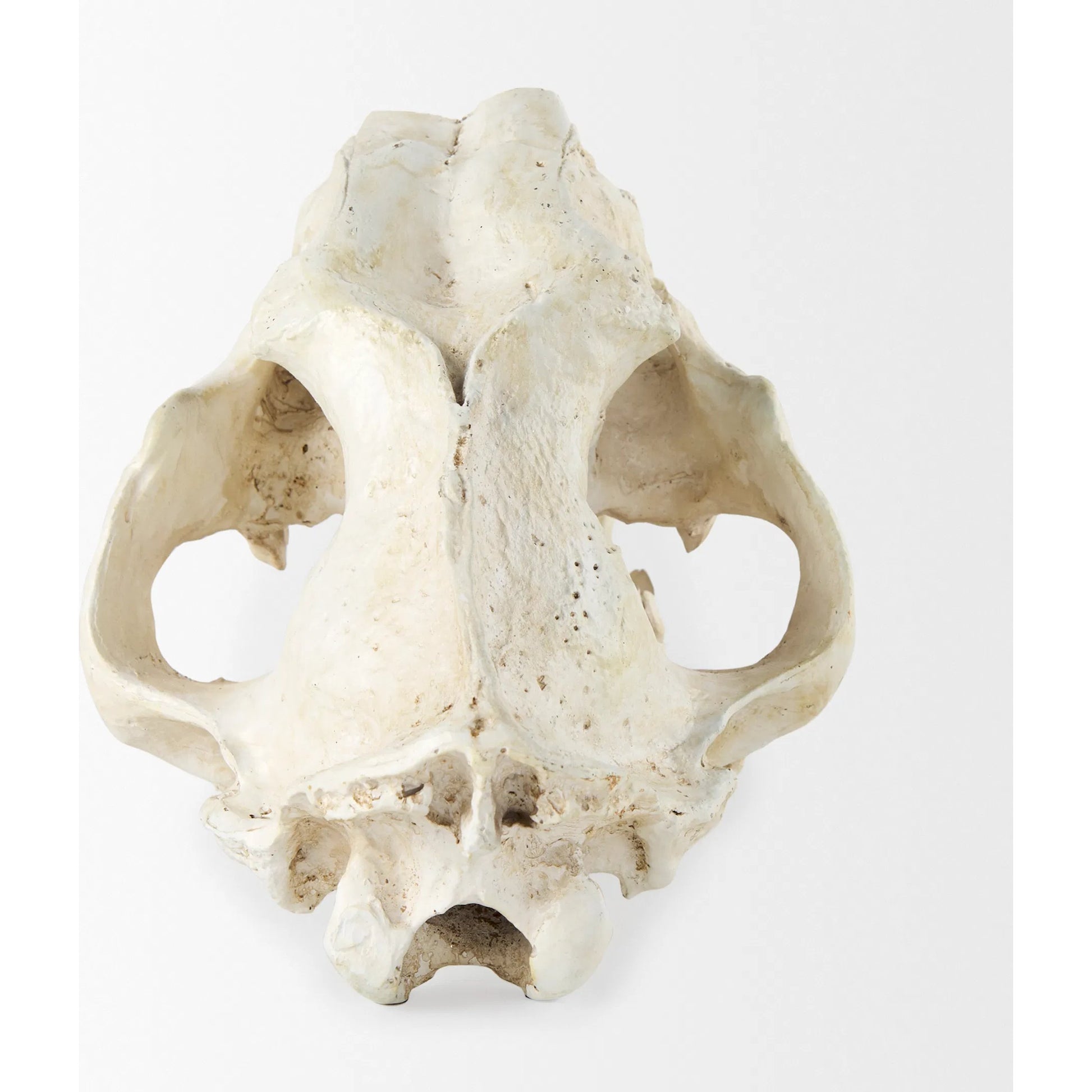 Fozzil Sabretooth Skull Replica by Mercana in cream. Made from unique in a rustic style.