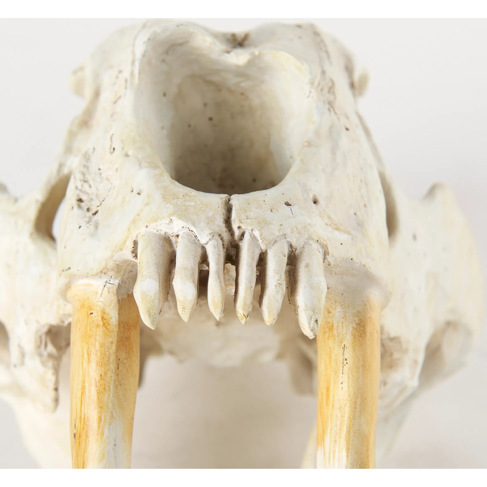 Fozzil Sabretooth Skull Replica by Mercana in cream. Made from unique in a rustic style.