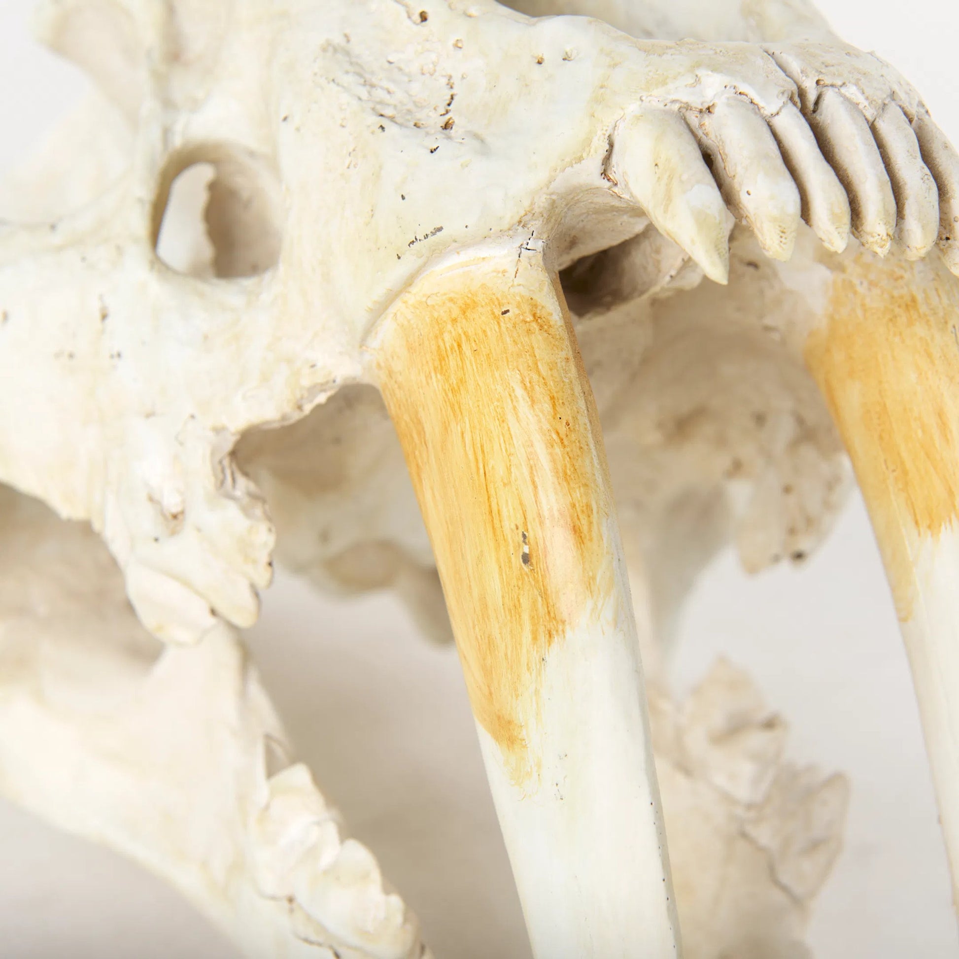Fozzil Sabretooth Skull Replica by Mercana in cream. Made from unique in a rustic style.
