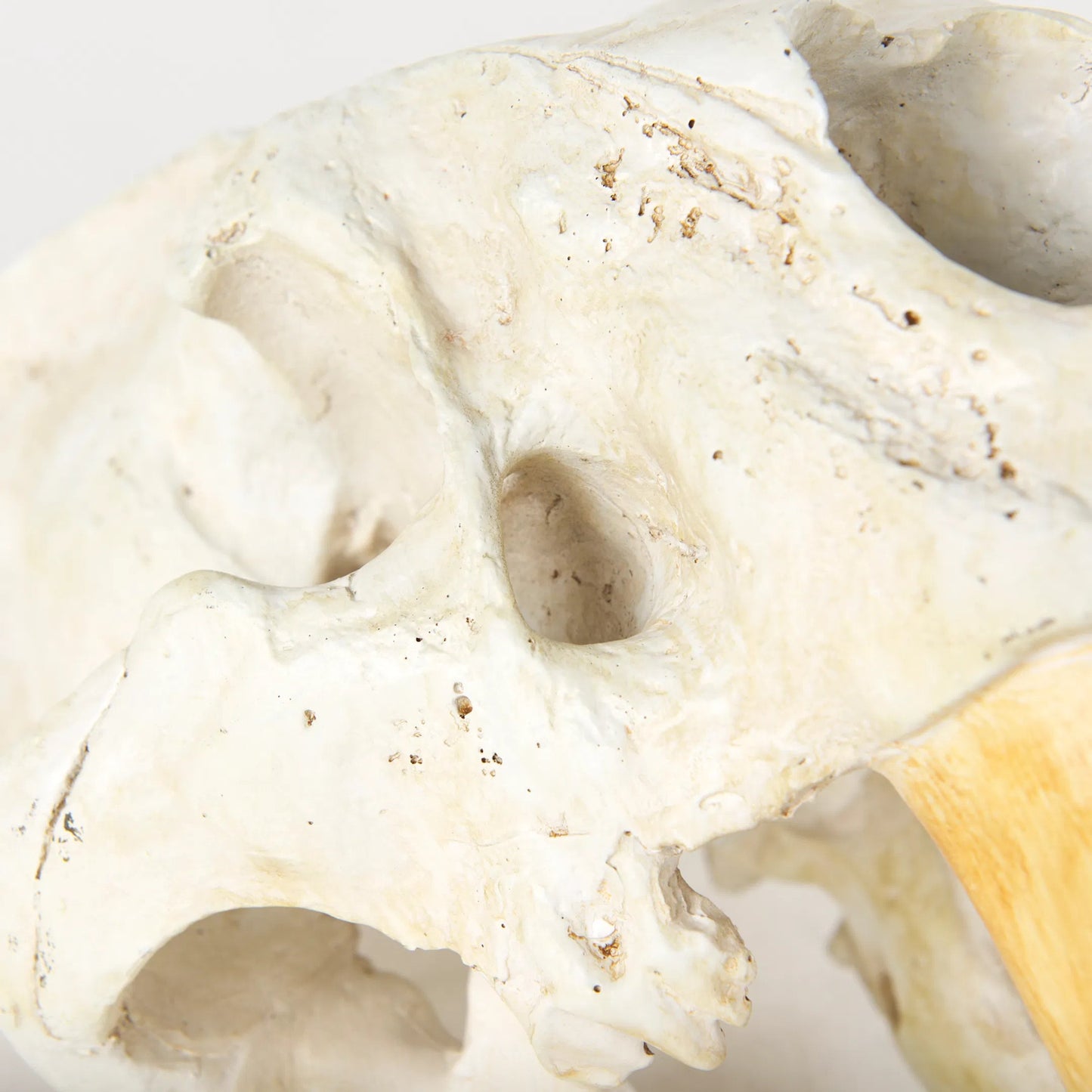 008 S-224725 | Closeup | Fozzil Sabretooth Skull Replica by Mercana in cream. Made from unique in a rustic style.