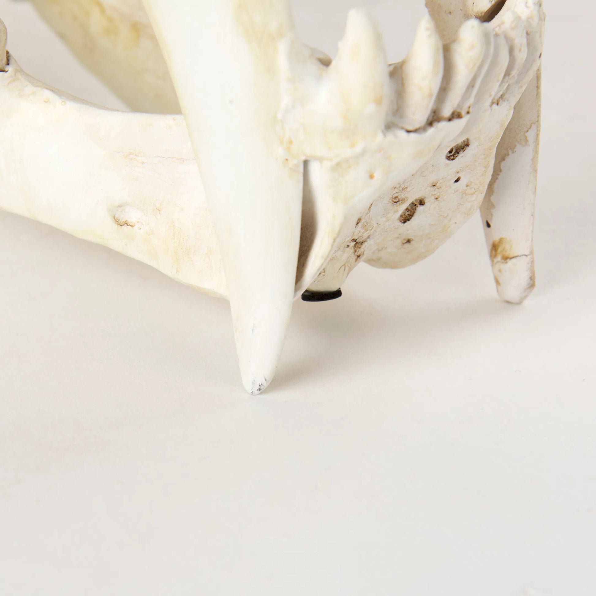 Fozzil Sabretooth Skull Replica by Mercana in cream. Made from unique in a rustic style.