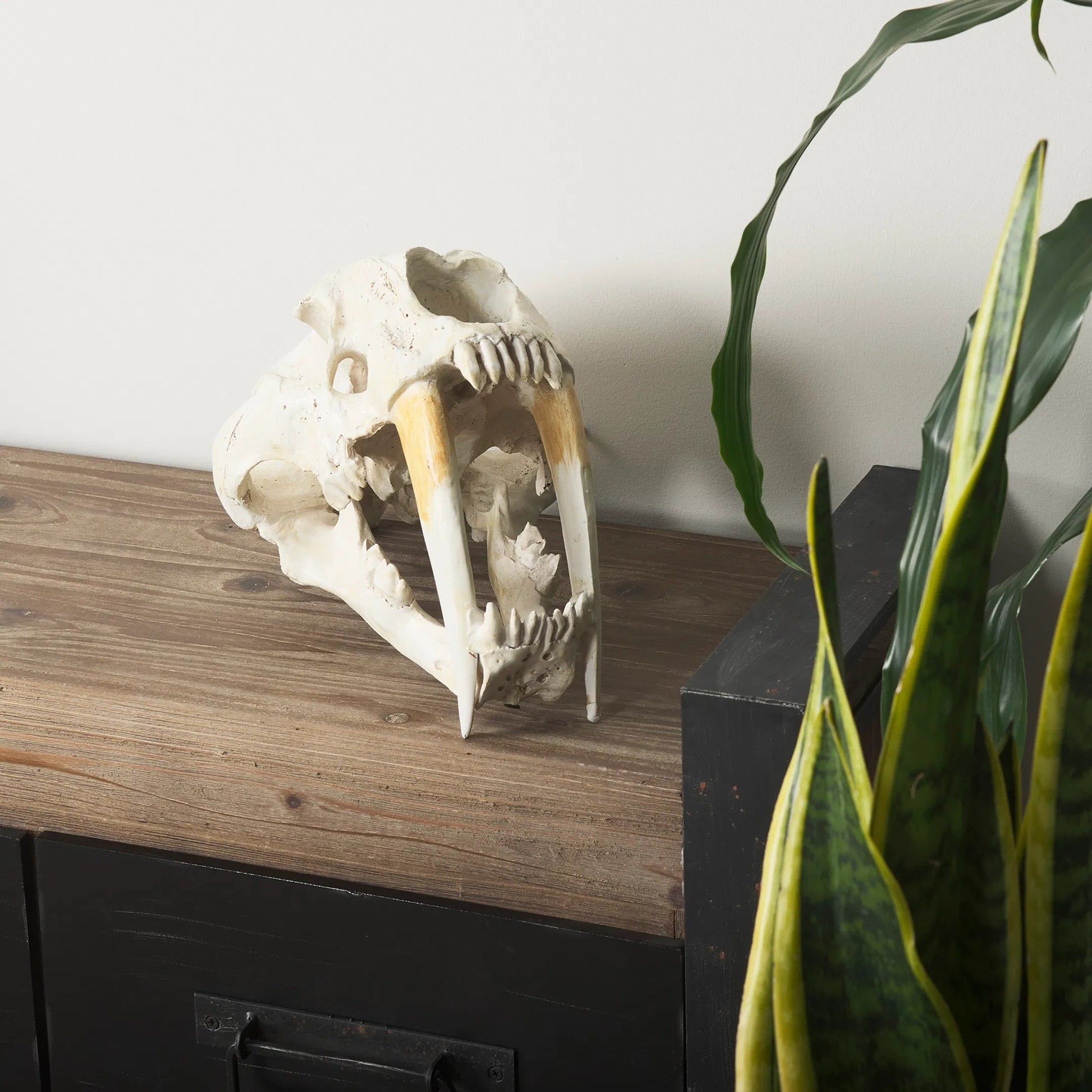 Fozzil Sabretooth Skull Replica by Mercana in cream. Made from unique in a rustic style.