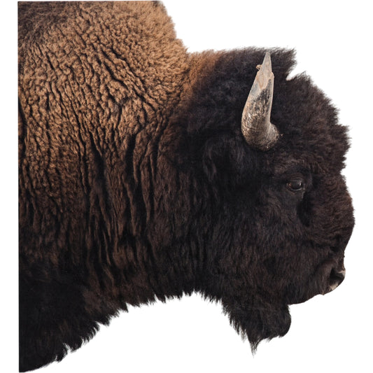 American Bison by Getty Images by Four Hands. Made from maple box in a rustic style.