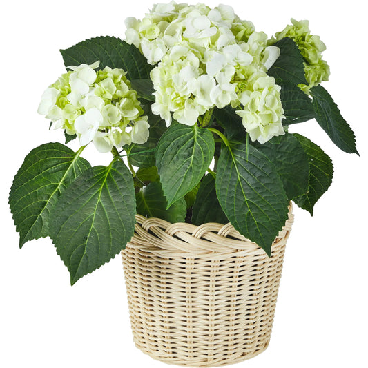 Braided Wicker Planter by Chelsea House in tan. Made from rattan in a rustic style.